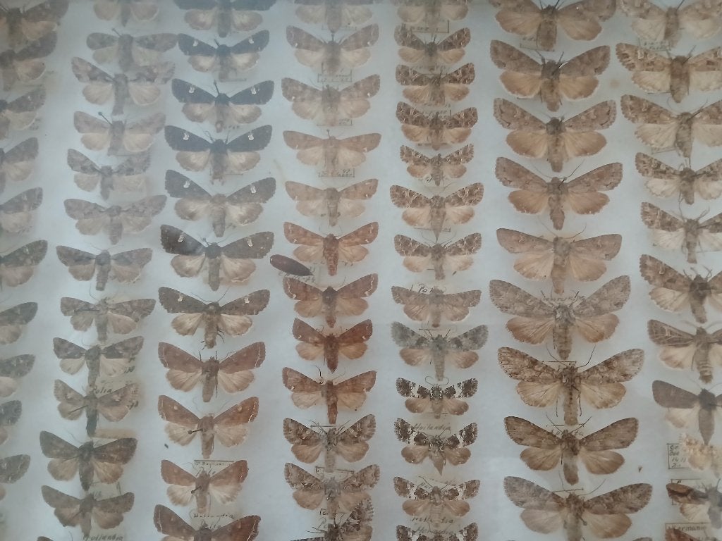 Vintage vlindercollectie in houten vitrine, Ophalen, Gebruikt, Insect, Opgezet dier
