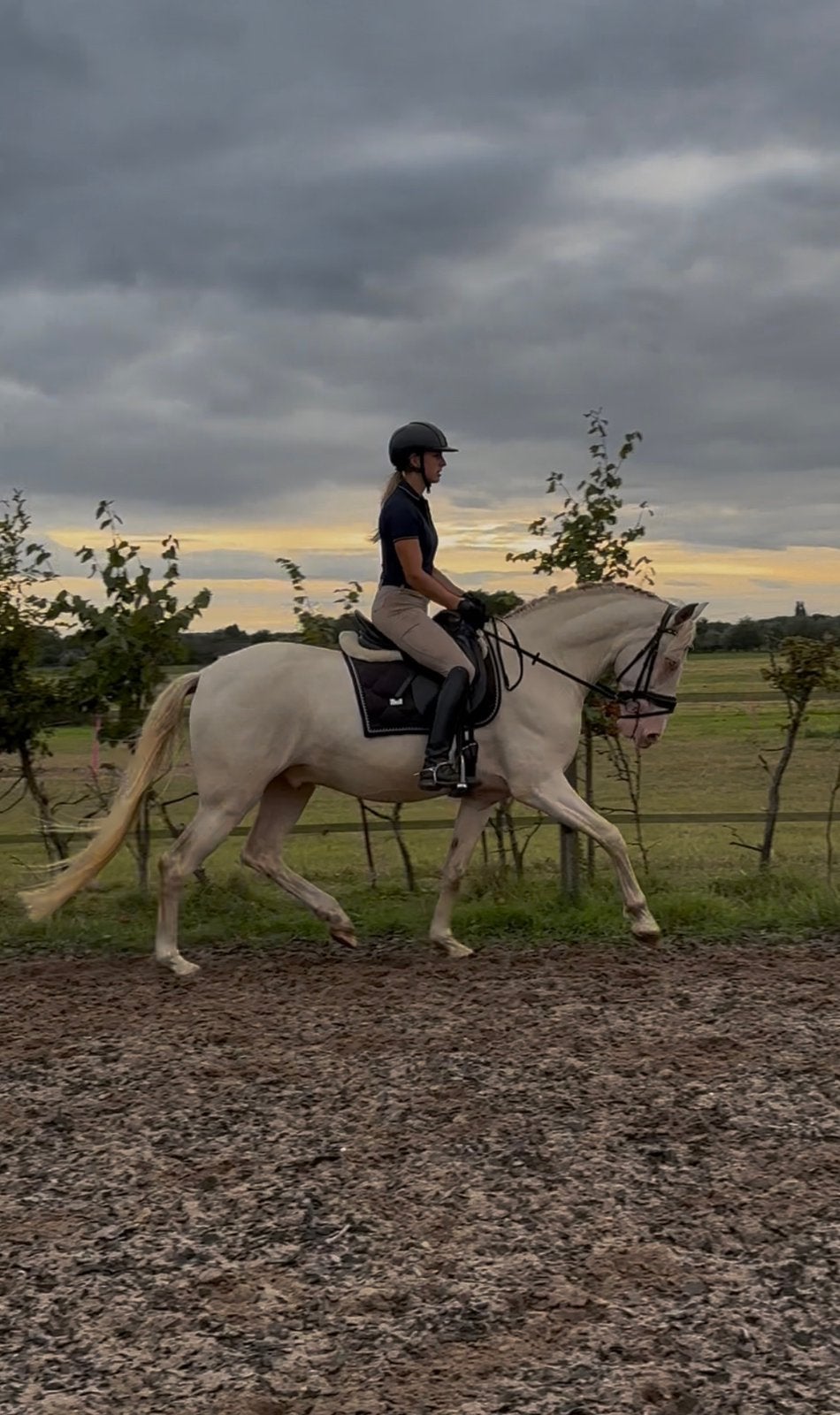 Prachtige 5-jarige Cruzado ruin, B, Ruin, Dressuurpaard, 3 tot 6 jaar