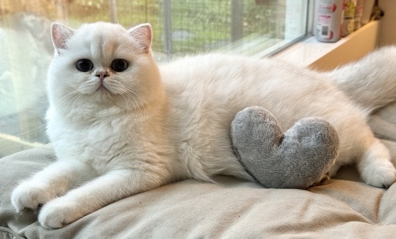 Herplaatsing Brits korthaar gecastreerde jonge lieve kater, Kater, Met stamboom, 0 tot 2 jaar
