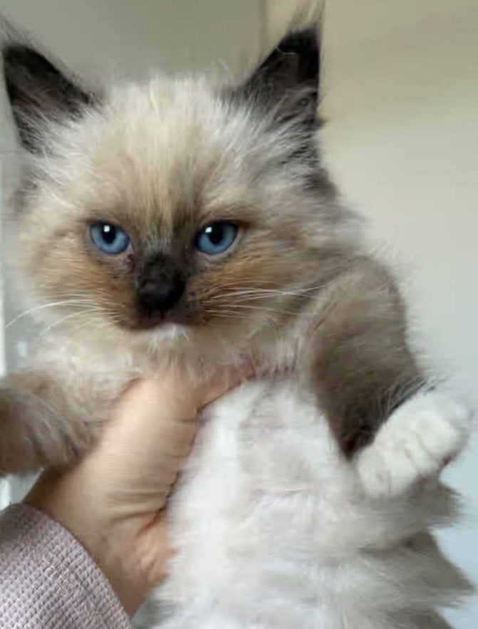 Ragdoll-kittens zoeken een liefdevol huis!, Meerdere dieren, Langharig, 0 tot 2 jaar