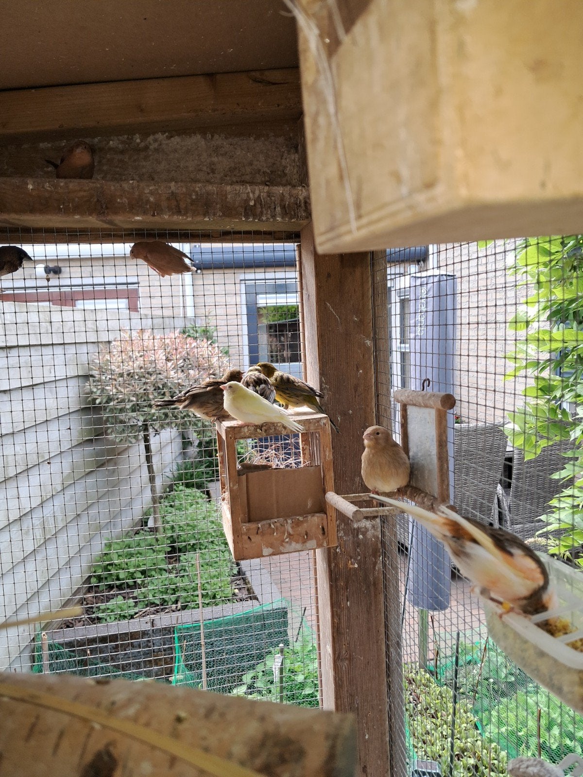 Tropische vogels jonge kanaries 9 stuks en 6 zilverbekjes, Meerdere dieren, Kleurkanarie
