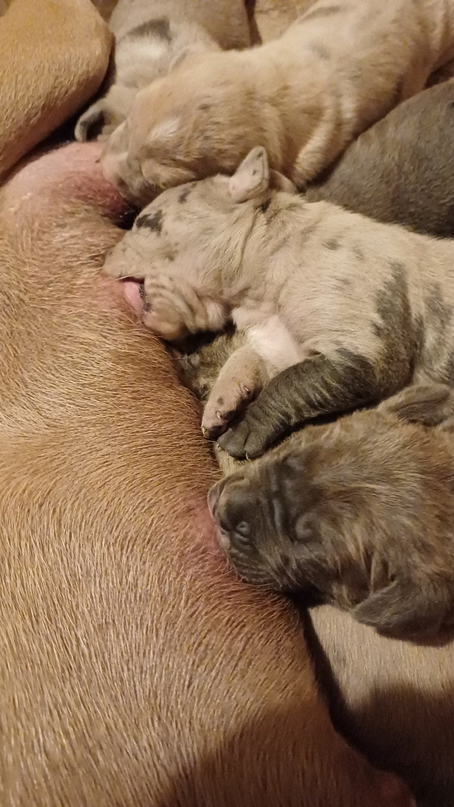 Cane corso pups blauw / isabel merle / merle, Dieren en Toebehoren, Honden | Bulldogs, Pinschers en Molossers, Parvo, Overige rassen