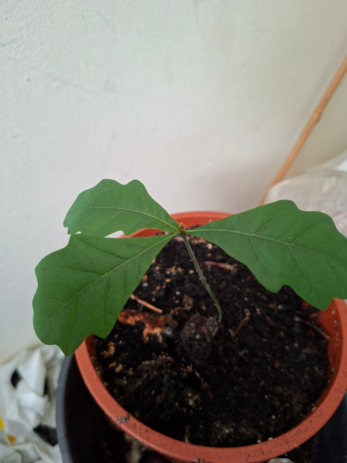 Jonge Eikenboom - Quercus Robur Zaailing, Tuin en Terras, Planten | Tuinplanten, Ophalen
