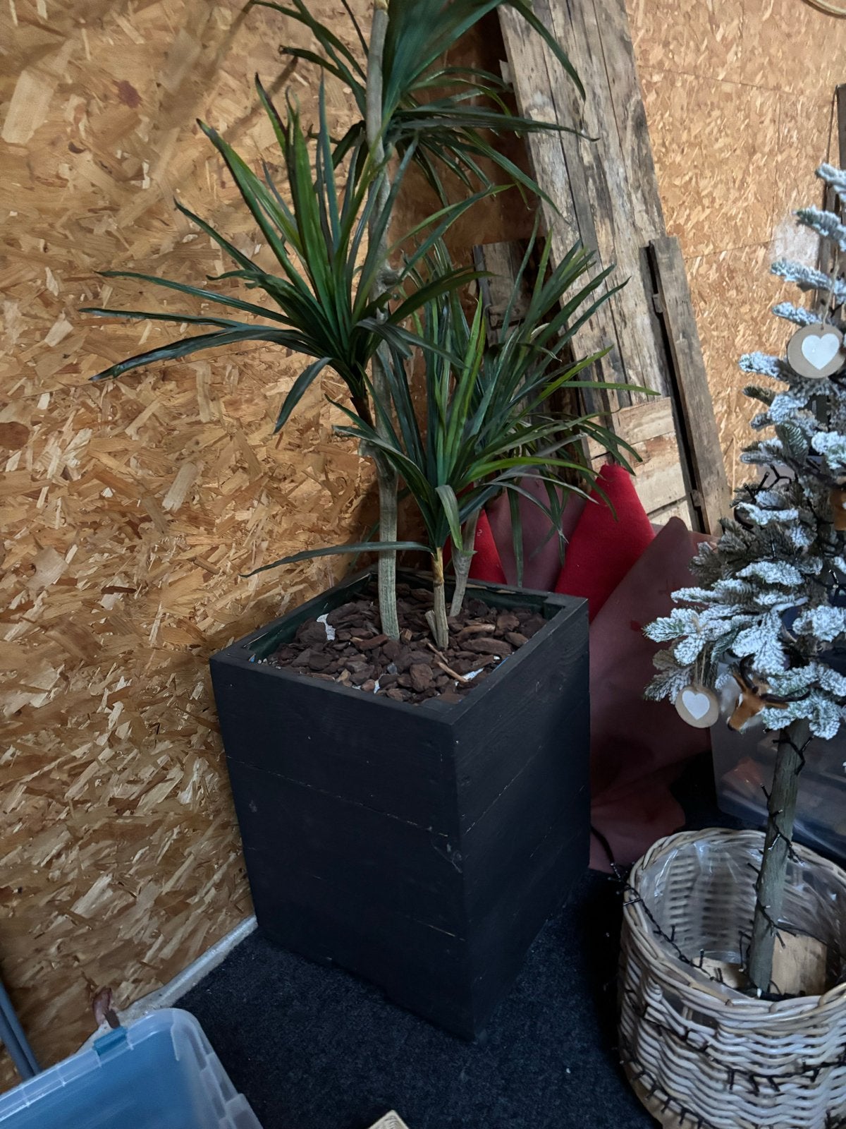 Nep palmboom in houten bak op wielen, Ophalen, Palm, Halfschaduw, In pot