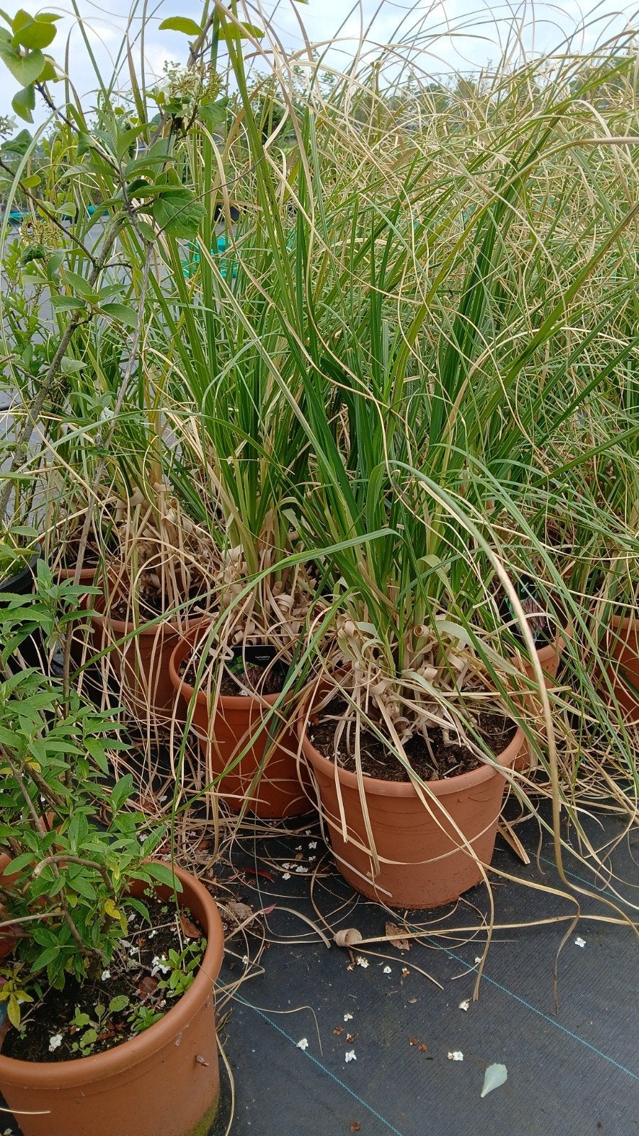 Cortaderia 'Red Mistral' - Pampasgras, Ophalen, Volle zon, Vaste plant, Siergrassen