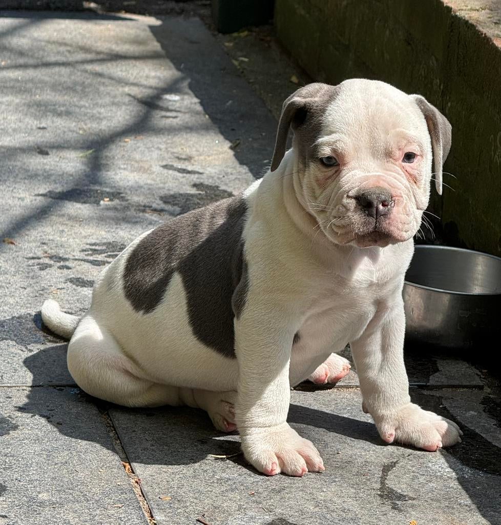 Bullforce Old English Bulldog pup blauw wit 1500€, Nederland, Parvo, 8 tot 15 weken, Bulldog