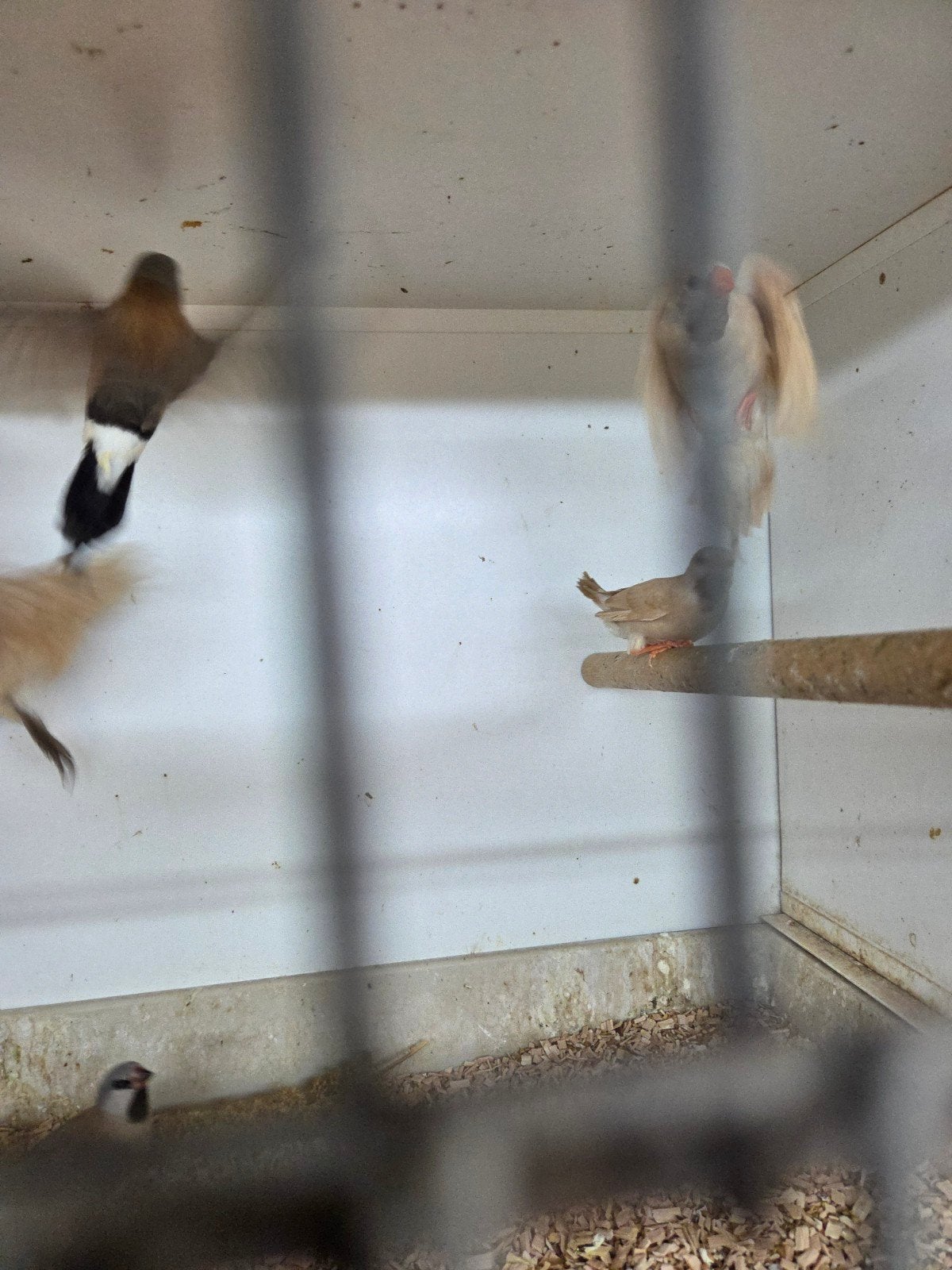 Spitstaarten, Meerdere dieren