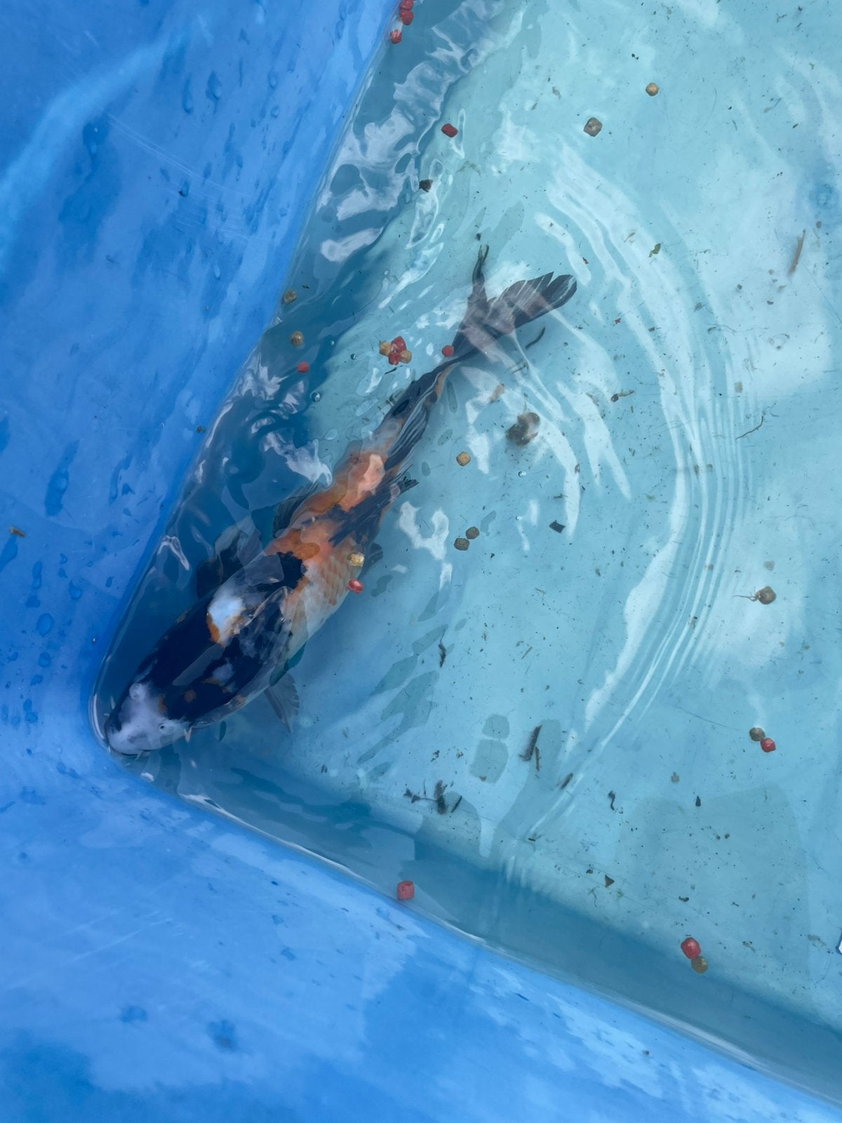 Mooi Koikarper 25 cm, Karper of Koi