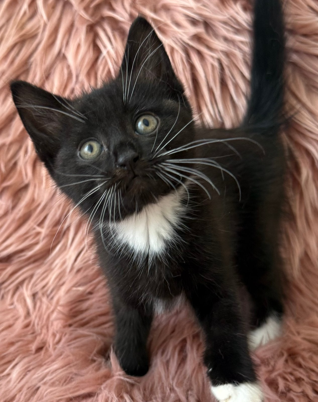 Prachtige sociale kruising britse korthaar kittens, Dieren en Toebehoren, Katten en Kittens | Overige Katten, Meerdere dieren