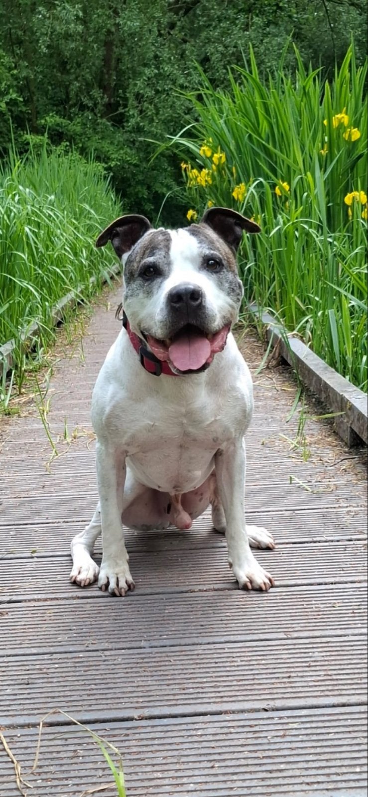 Lief thuis gezocht voor onze Amerikaanse Stafford (12 jaar), 6 jaar of ouder, Reu, American Staffordshire Terriër, Eén hond
