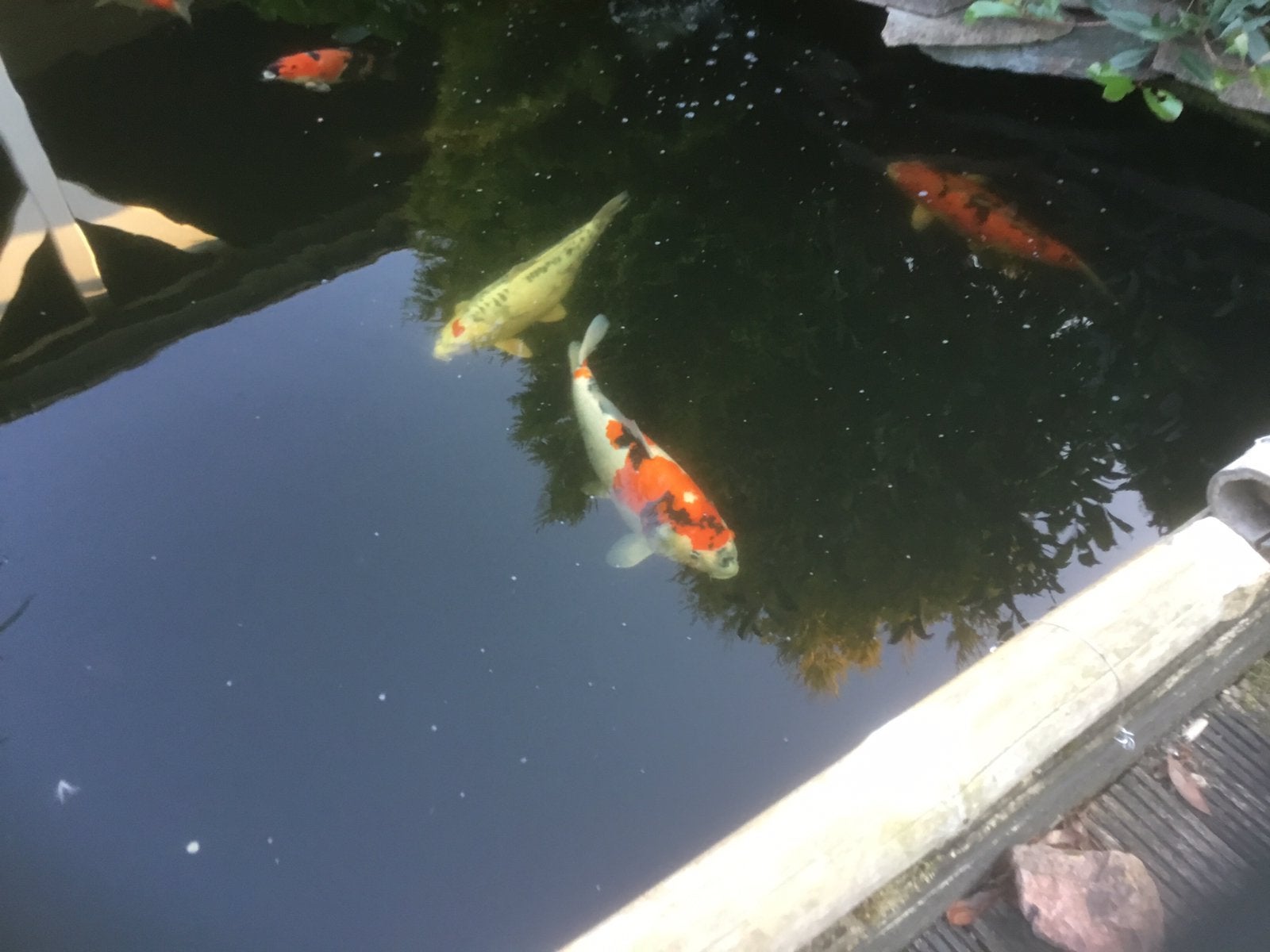De mooiste vis uit mijn vijver de op de foto rechts 65 cm, Dieren en Toebehoren, Vissen | Vijvervissen, Karper of Koi