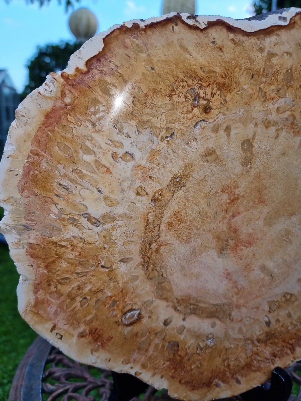 Versteend hout, Ophalen of Verzenden