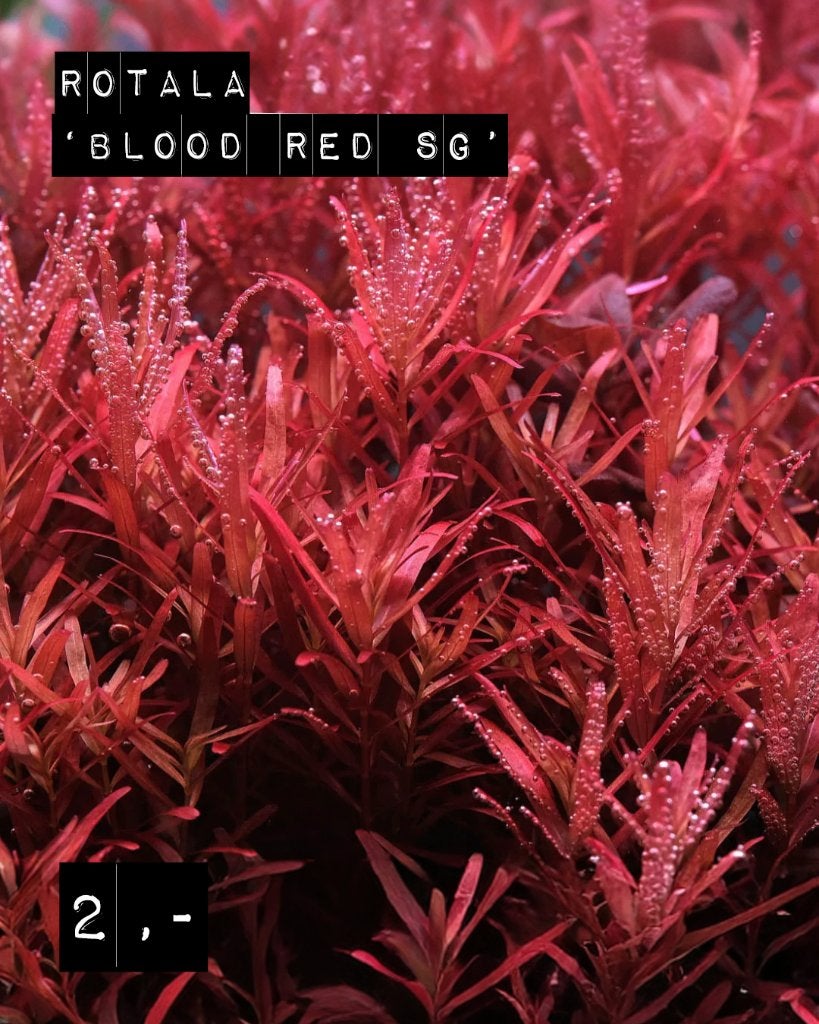 Rotala 'Blood Red SG', Dieren en Toebehoren, Ophalen of Verzenden, Nieuw, Plant(en), Steen of Hout