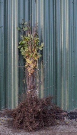 Sporkehout Vuilboom Rhamnus frangula alnus 100/125cm, Ophalen, Overige soorten, Struik, 100 tot 250 cm