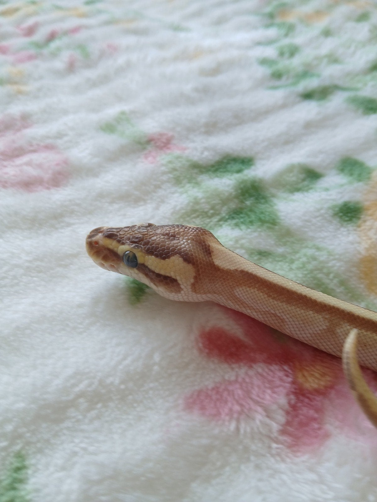 koningspython dames en mannen Ball Python photo 8