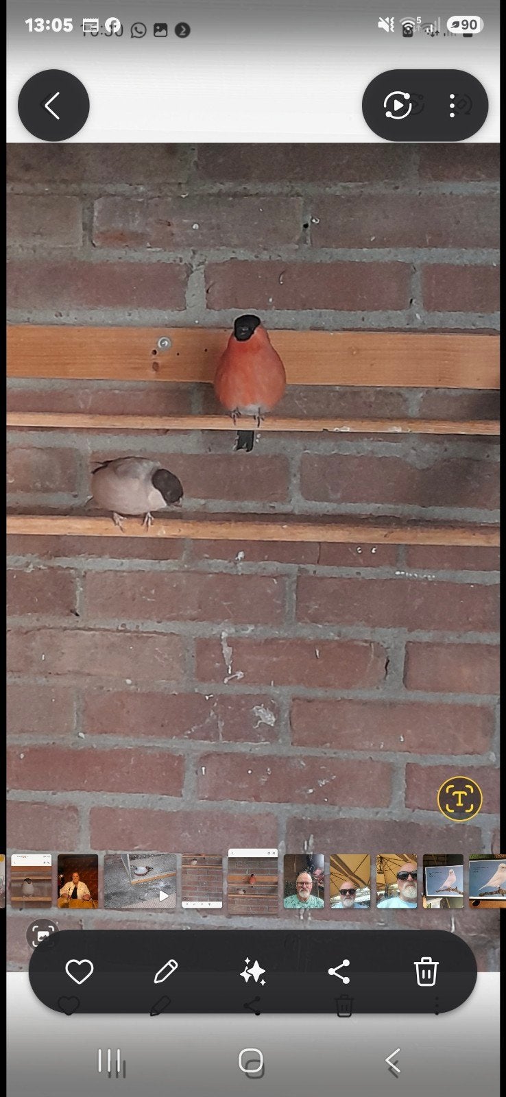 koppel noordse goudvinken, Dieren en Toebehoren, Meerdere dieren