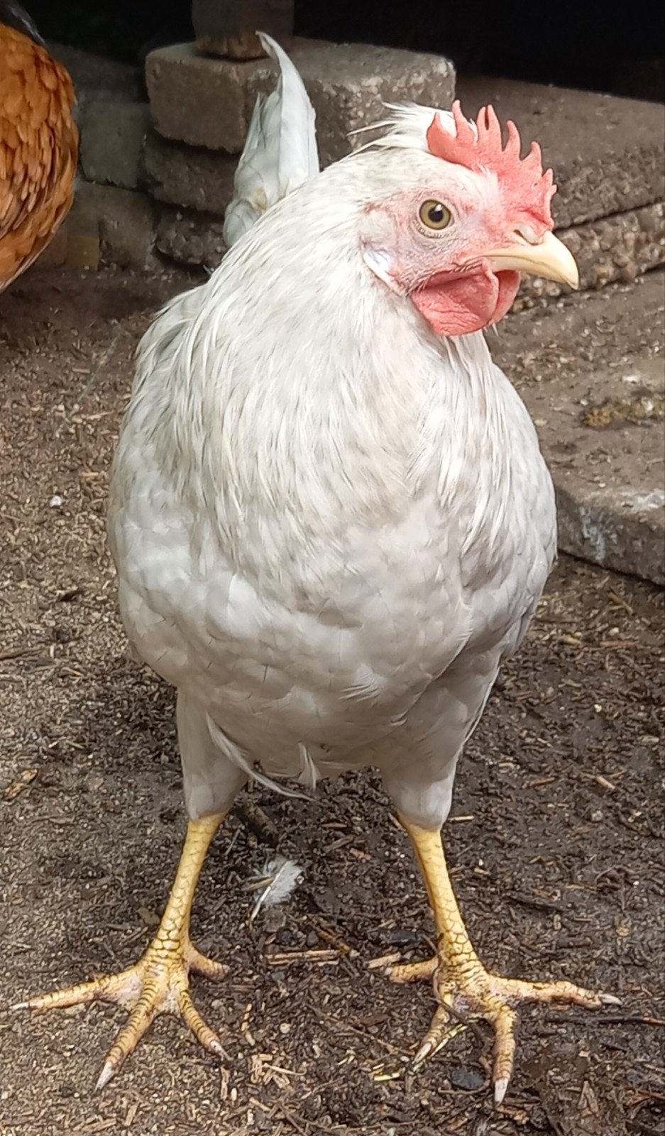 opal legbar haantje zoekt een nieuw huisje, Dieren en Toebehoren, Pluimvee, Mannelijk, Kip