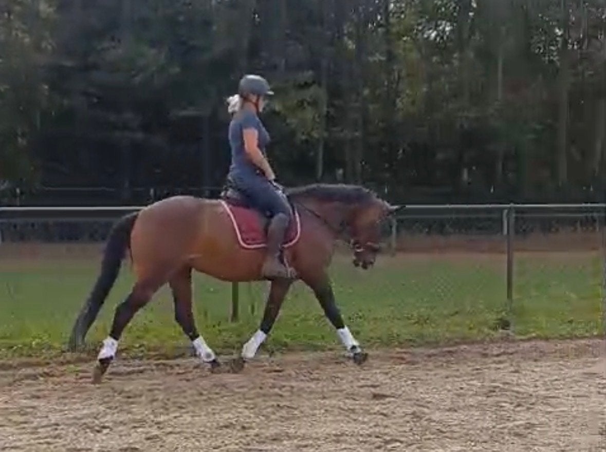 Lieve 9 jarige kwpn merrie, Merrie, Recreatiepaard