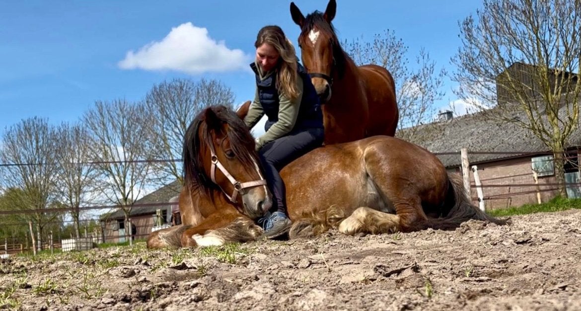 Super lieve tinker , rontgen goed en pssm vrij !, 3 tot 6 jaar, L, Recreatiepony, D pony (1.37m tot 1.48m)