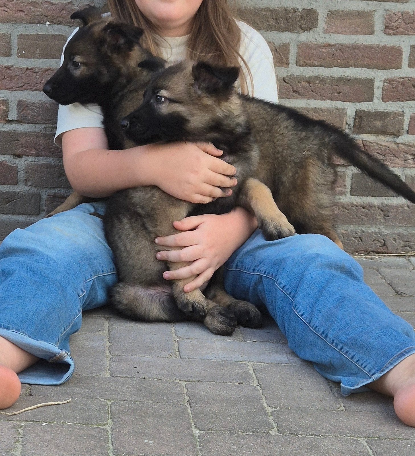 Mechelse herder X Duitse herder pups, Dieren en Toebehoren, Honden | Herdershonden en Veedrijvers, Parvo, 8 tot 15 weken, Meerdere