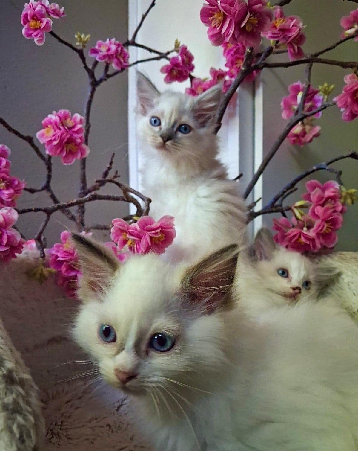 Ragdolls kittens  uit geteste ouders, Meerdere dieren, Gechipt, 0 tot 2 jaar