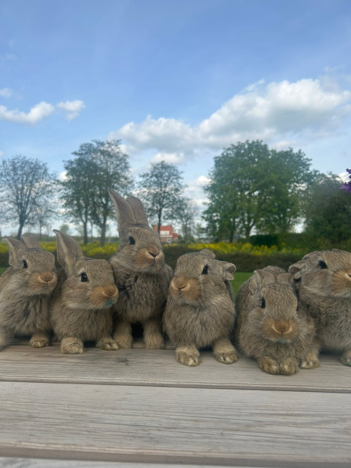 Vlaamse reus, Dieren en Toebehoren, Vrouwelijk, Groot