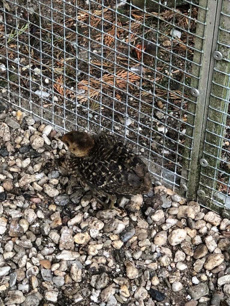 goudfazanten, Dieren en Toebehoren, Vogels | Overige Vogels, Meerdere dieren, Tropenvogel