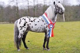 Appaloosa hengsten ter dekking, Dieren en Toebehoren, Paarden en Pony's | Dekhengsten en Fokmerries, Hengst