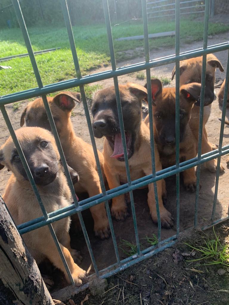 Mechelse herder pups, Parvo, 8 tot 15 weken, Meerdere, Meerdere dieren
