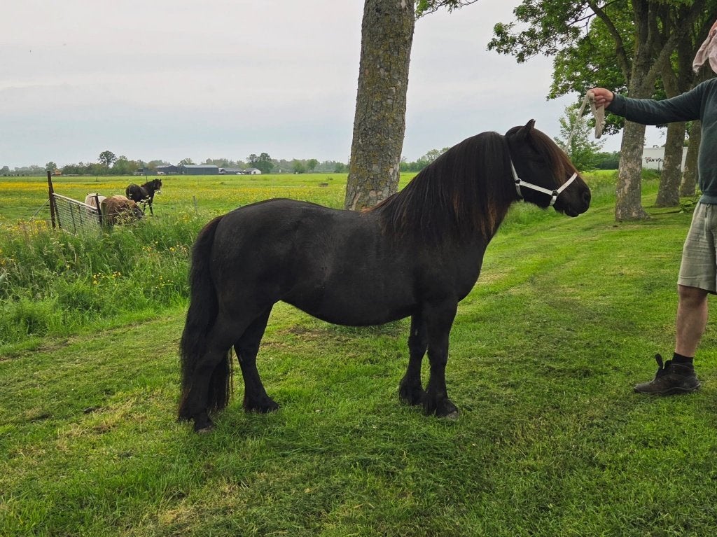 NSPS Shetlander merrie (drachtig 2027), Dieren en Toebehoren, Pony's, Merrie, Met stamboom, Niet van toepassing, A pony (tot 1.17m)