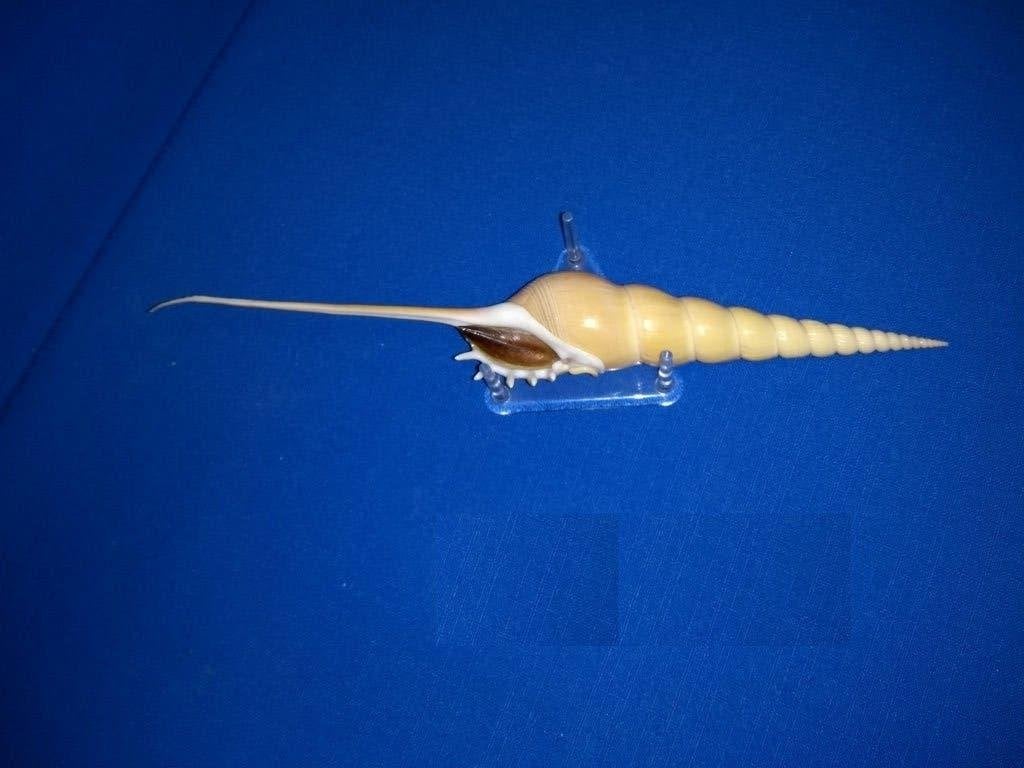 Schelpen, Tibia fusus, Ophalen of Verzenden, Schelp(en)