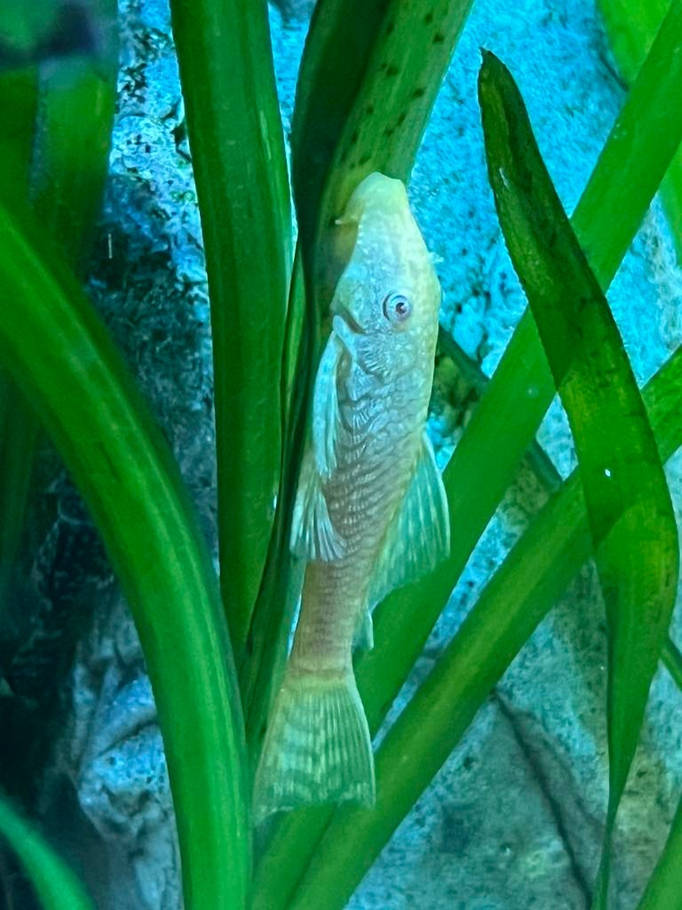 Ancistrus cf. cirrhosus (algeneters), Dieren en Toebehoren, Vis, Zoetwatervis