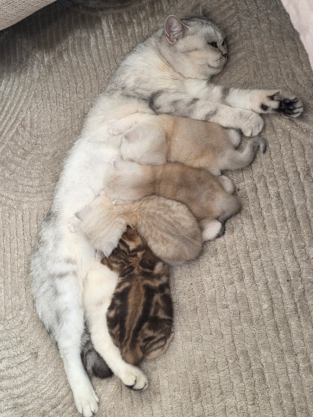 Prachtige Britse Kittens, Dieren en Toebehoren, Meerdere dieren