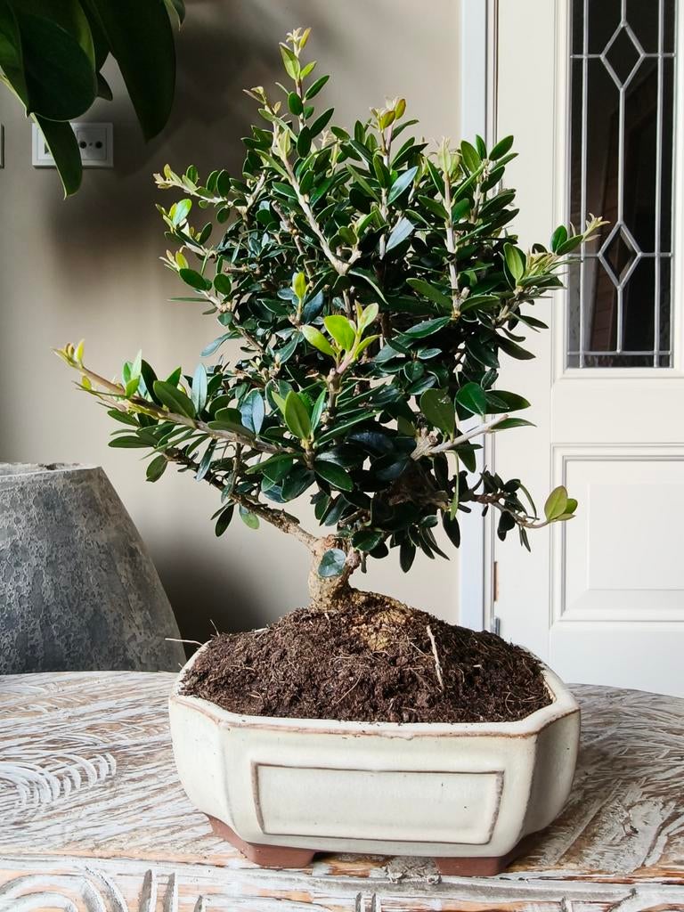 Olea Europaea 'Olijf' 9 jaar bonsai, Ophalen of Verzenden, Volle zon, Olijfboom, Minder dan 100 cm