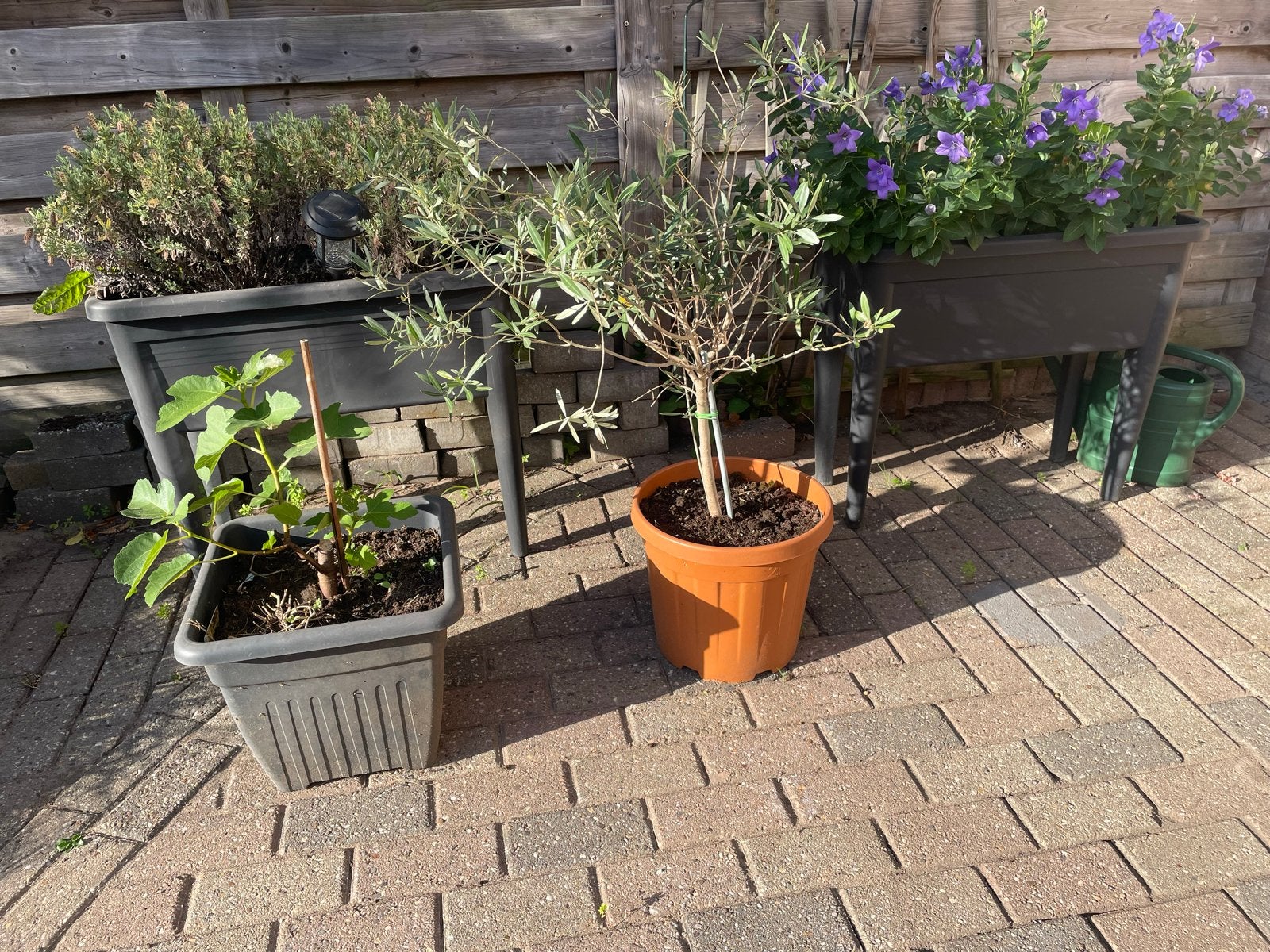 Plantenbak op poten-Olijfboom- Vijgenboom, Ophalen, Kunststof, Gebruikt, Balkon