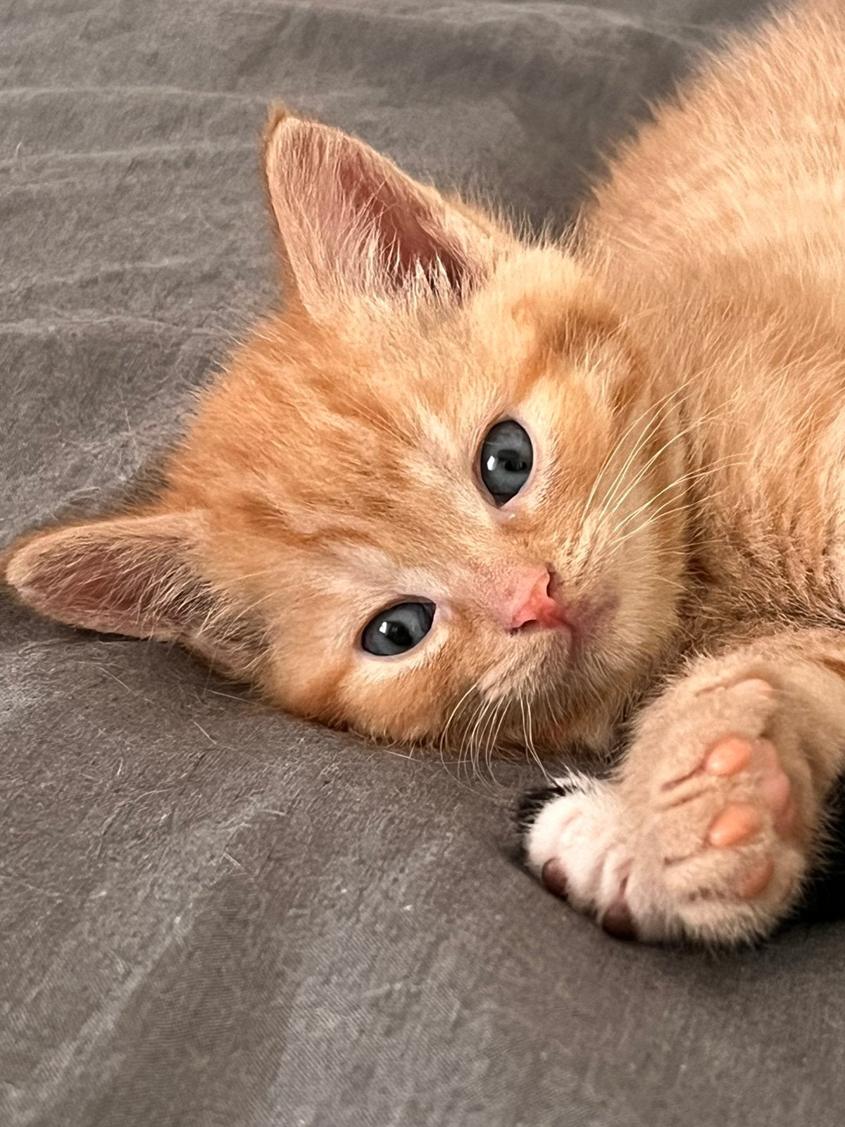 4 kittens 3 katertjes en 1 poes, Dieren en Toebehoren, Katten en Kittens | Raskatten | Korthaar, Meerdere dieren, Ontwormd, 0 tot 2 jaar