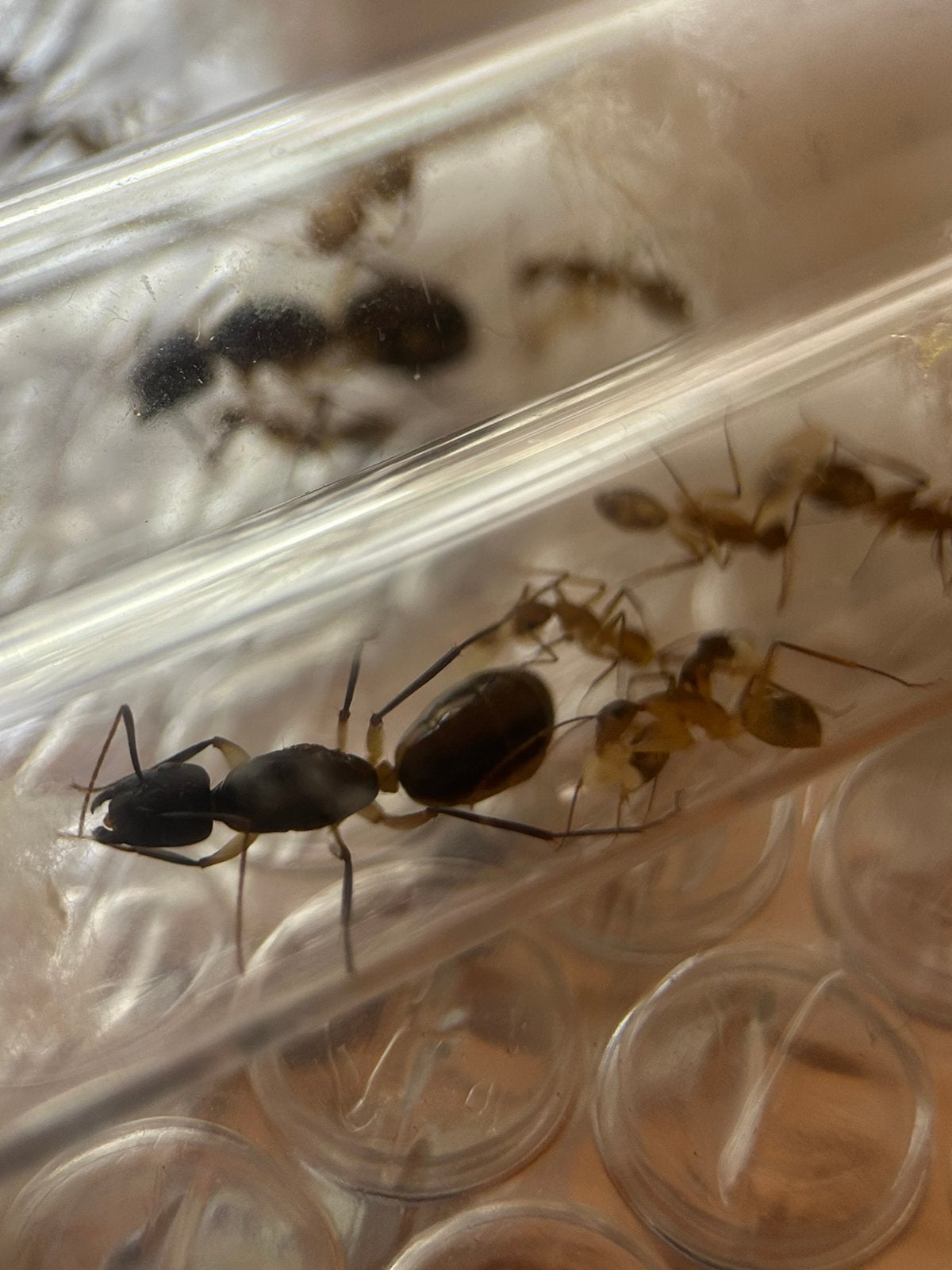 Camponotus maculatus Q met 5-10 werksters / mieren ant, Mieren