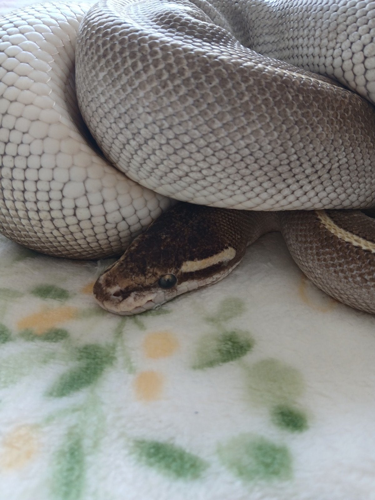 koningspython dames volwassen Ball Python photo 6