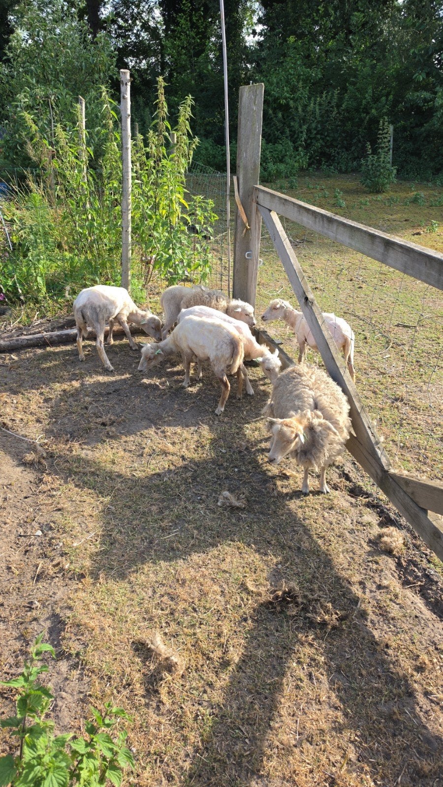 Ouessantschaap aantal witte ooitjes, Dieren en Toebehoren, Schapen, Geiten en Varkens, Vrouwelijk, Schaap
