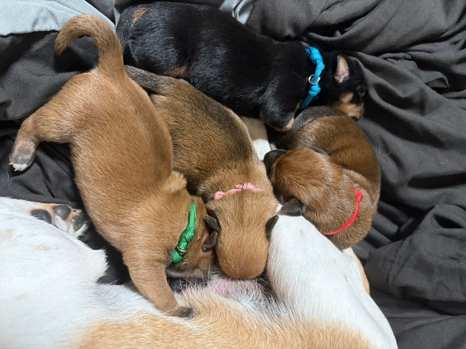 Jack Russell pups geboren 05 Oktober, CDV (hondenziekte), 8 tot 15 weken, Meerdere, Meerdere dieren