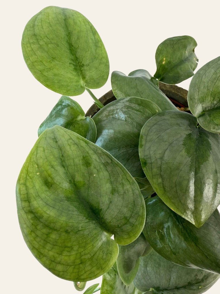 Scindapsus Silver Hero p12, Huis en Inrichting, Kamerplanten, Ophalen of Verzenden, Halfschaduw, Minder dan 100 cm