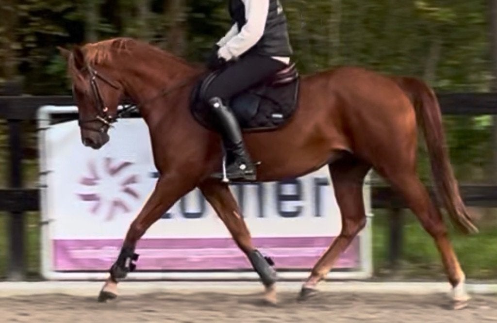 Welsh part-bred te koop, Dieren en Toebehoren, E pony (1.48m - 1.57m), Ruin, Dressuurpony, 3 tot 6 jaar