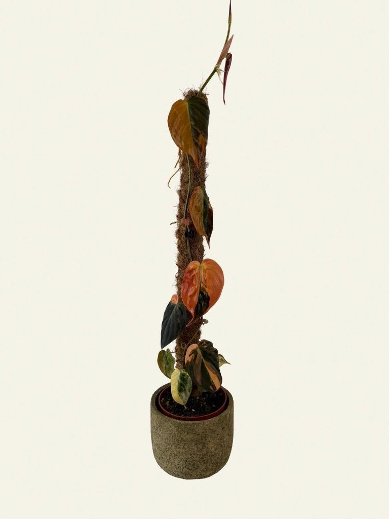 Philodendron hederaceum Micans Variegata meer beschikbaar, Huis en Inrichting, Kamerplanten, Ophalen of Verzenden, Halfschaduw
