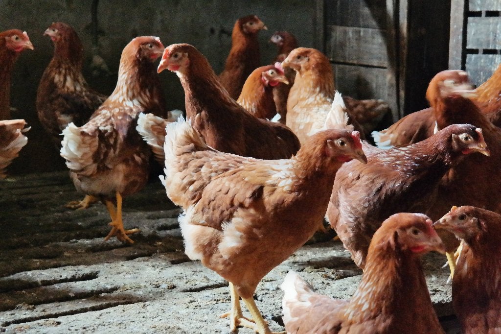 Te koop Leghennen., Dieren en Toebehoren, Pluimvee, Vrouwelijk, Kip