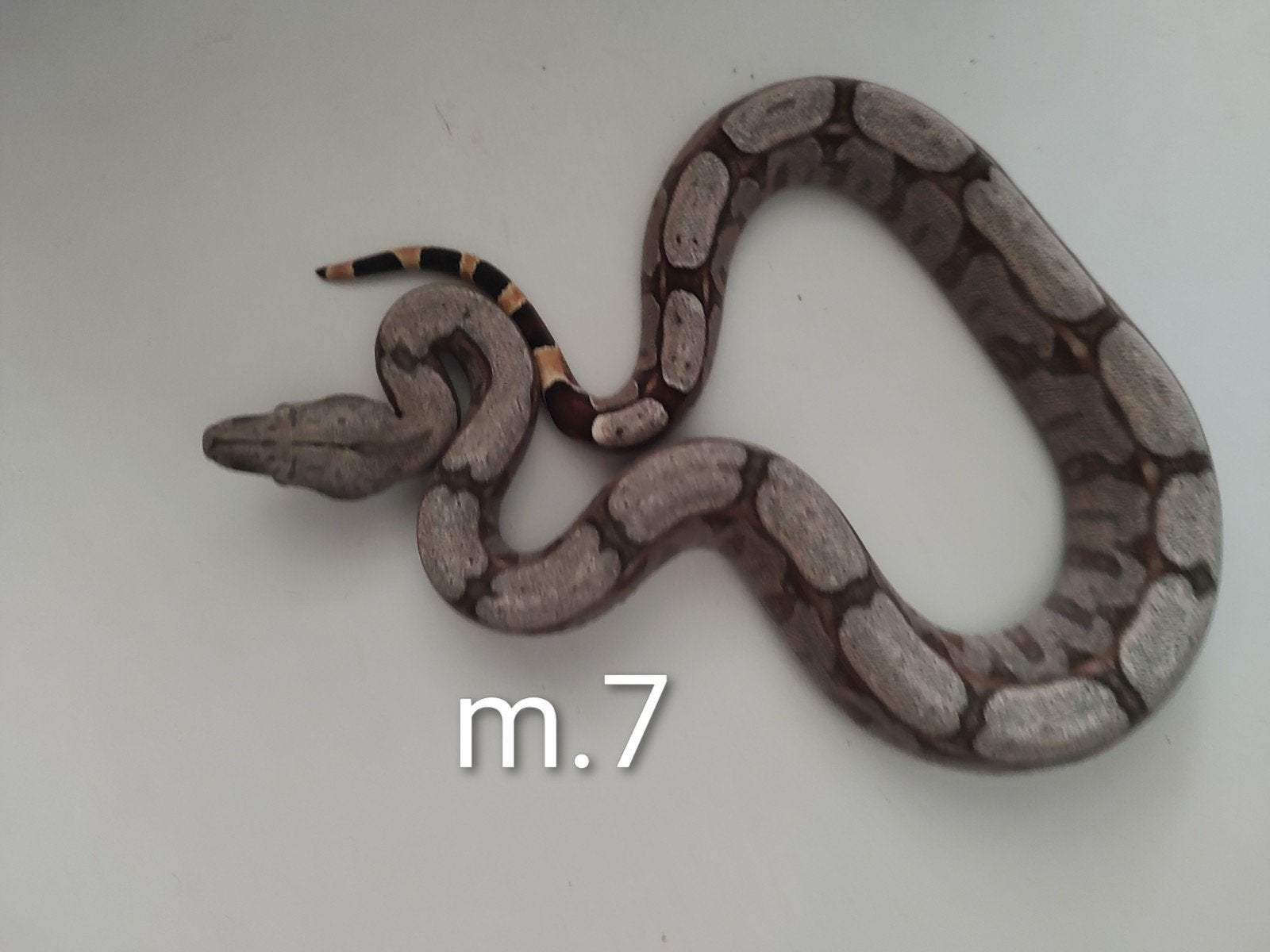 Boa. c. Amarali n.k. 08.2026, Slang, 0 tot 2 jaar