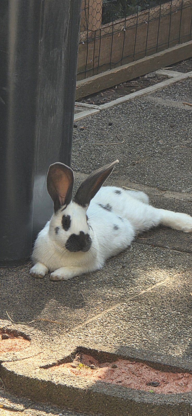 jonge lotharinger vrouw, Dieren en Toebehoren, Meerdere dieren, Groot