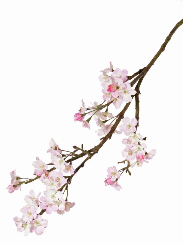Appelbloesemtak 'XL' 104cm, Binnen, Roze, Ophalen of Verzenden, Overige merken