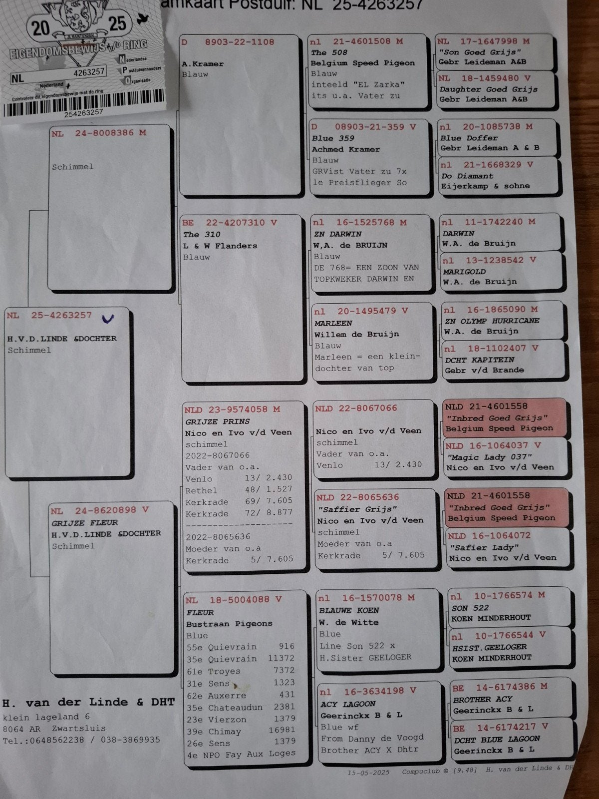 postduif, Dieren en Toebehoren, Vogels | Duiven, Vrouwelijk, Postduif