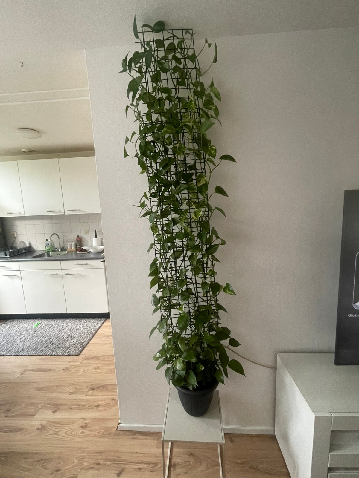 Epipremnum aureum, Huis en Inrichting, Ophalen, Zo goed als nieuw