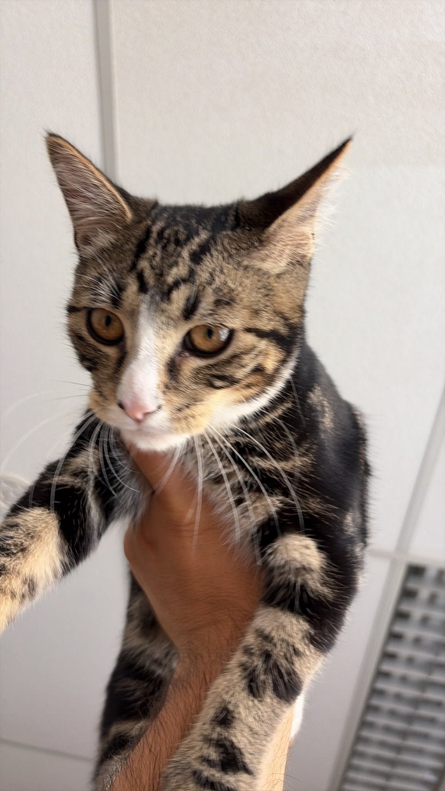 Lieve sociale kittens, Dieren en Toebehoren, Meerdere dieren